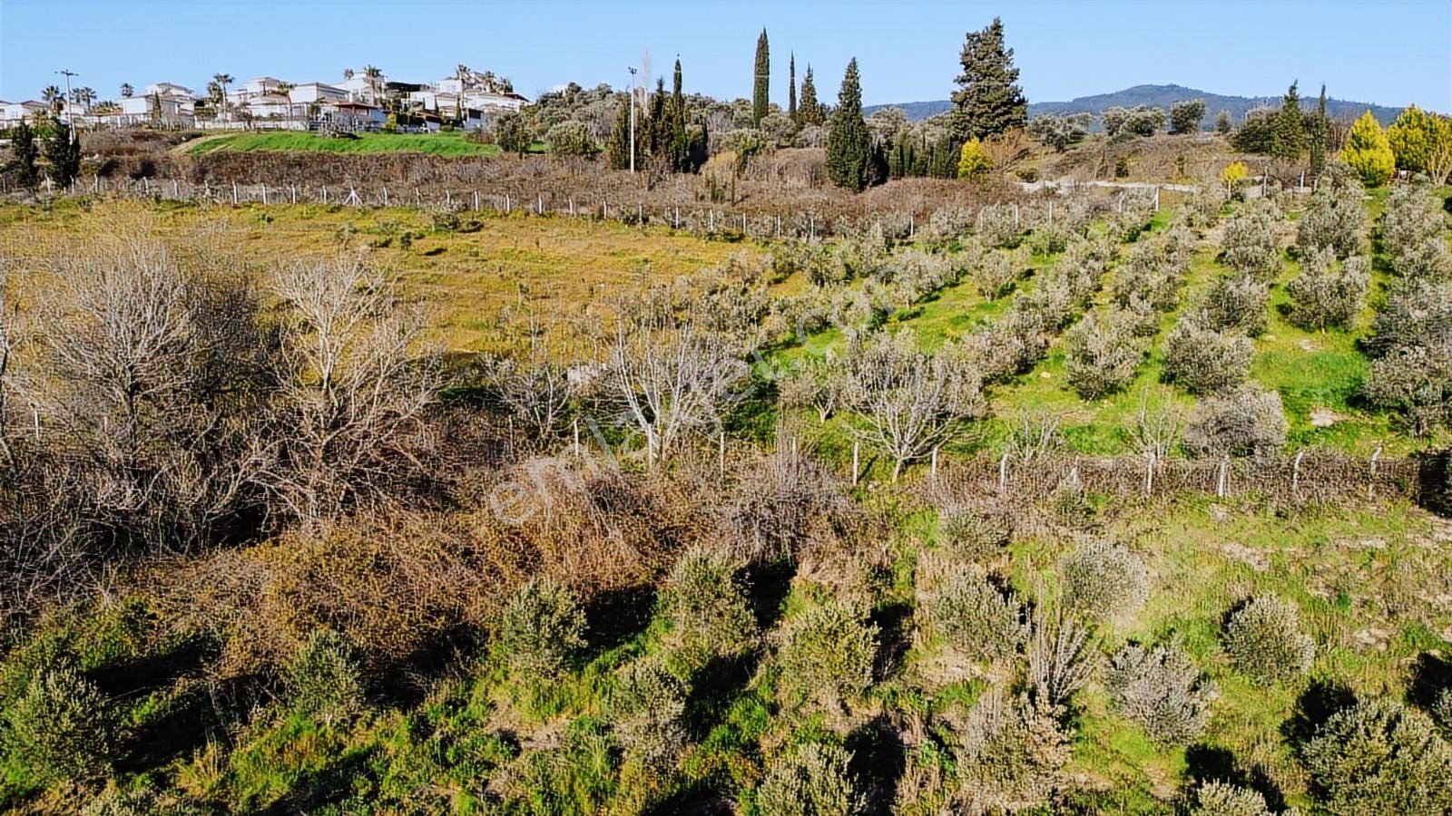 Kuşadası Yayla'da Resmi Yol Cepheli 17 Dönüm Zeytinlik - Görsel 15