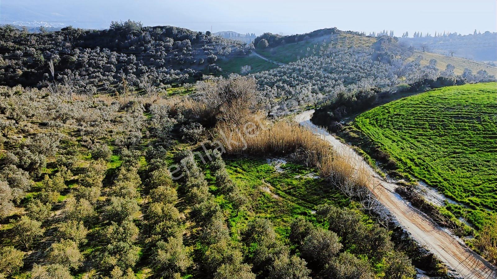 Kuşadası Yayla'da Resmi Yol Cepheli 17 Dönüm Zeytinlik - Görsel 4