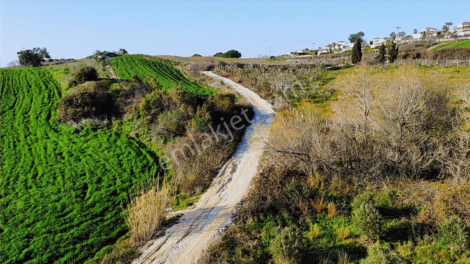 Kuşadası Yayla'da Resmi Yol Cepheli 17 Dönüm Zeytinlik - Görsel 34