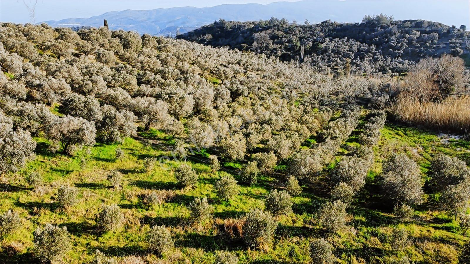 Kuşadası Yayla'da Resmi Yol Cepheli 17 Dönüm Zeytinlik - Görsel 27