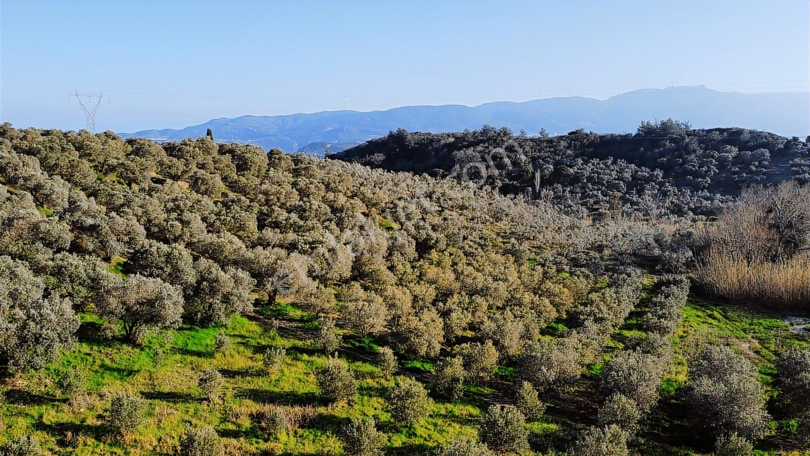 Kuşadası Yayla'da Resmi Yol Cepheli 17 Dönüm Zeytinlik - Görsel 3