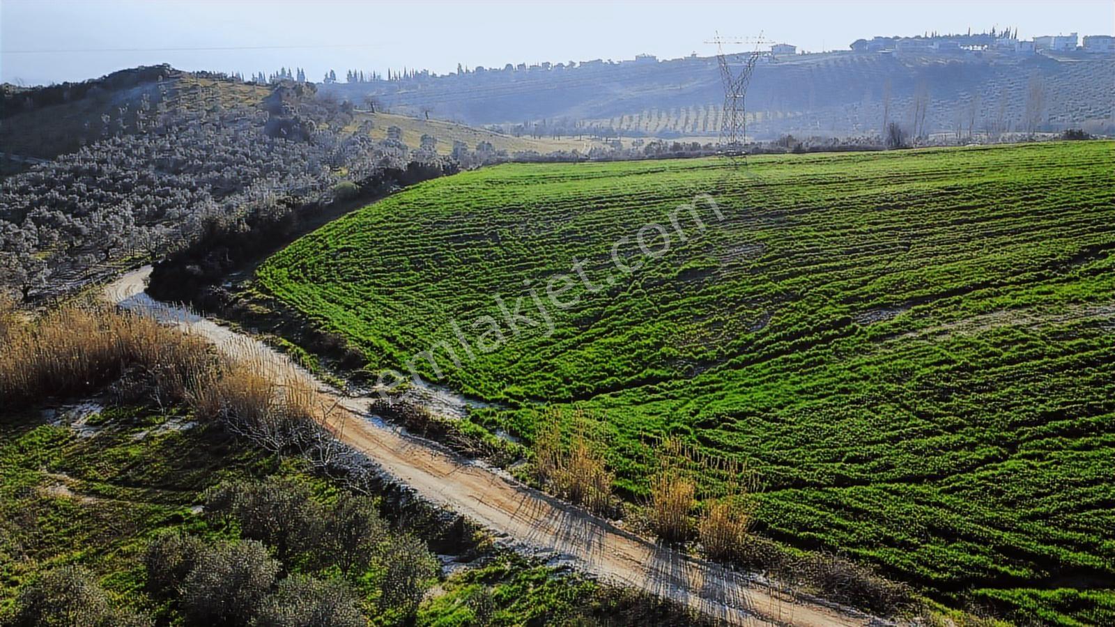 Kuşadası Yayla'da Resmi Yol Cepheli 17 Dönüm Zeytinlik - Görsel 20