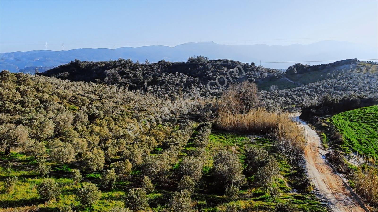 Kuşadası Yayla'da Resmi Yol Cepheli 17 Dönüm Zeytinlik - Görsel 18