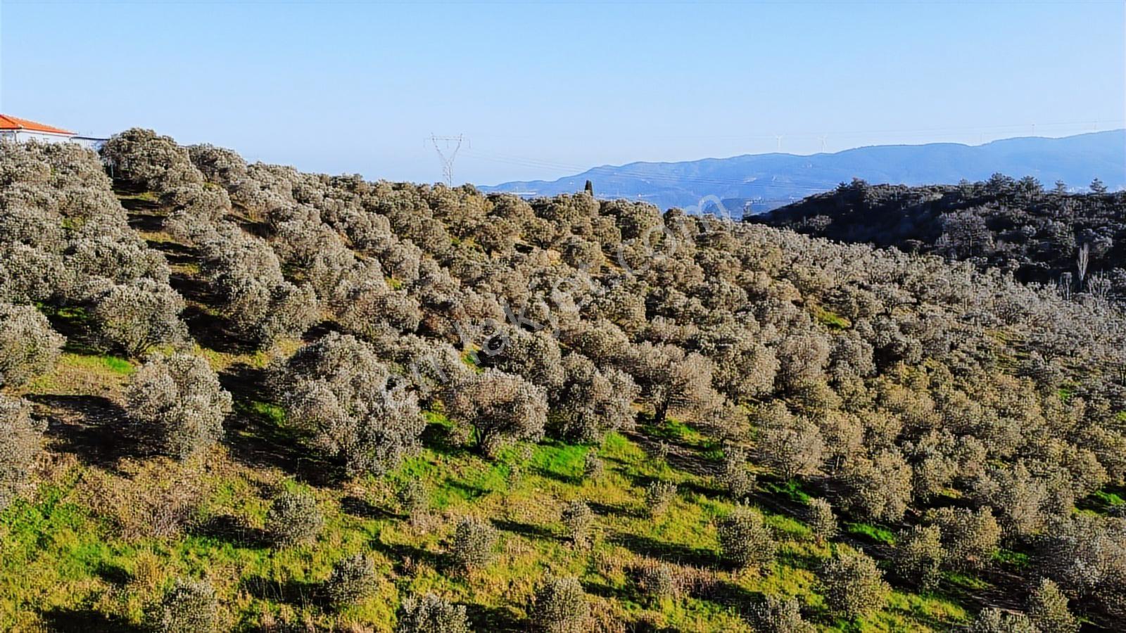 Kuşadası Yayla'da Resmi Yol Cepheli 17 Dönüm Zeytinlik - Görsel 11