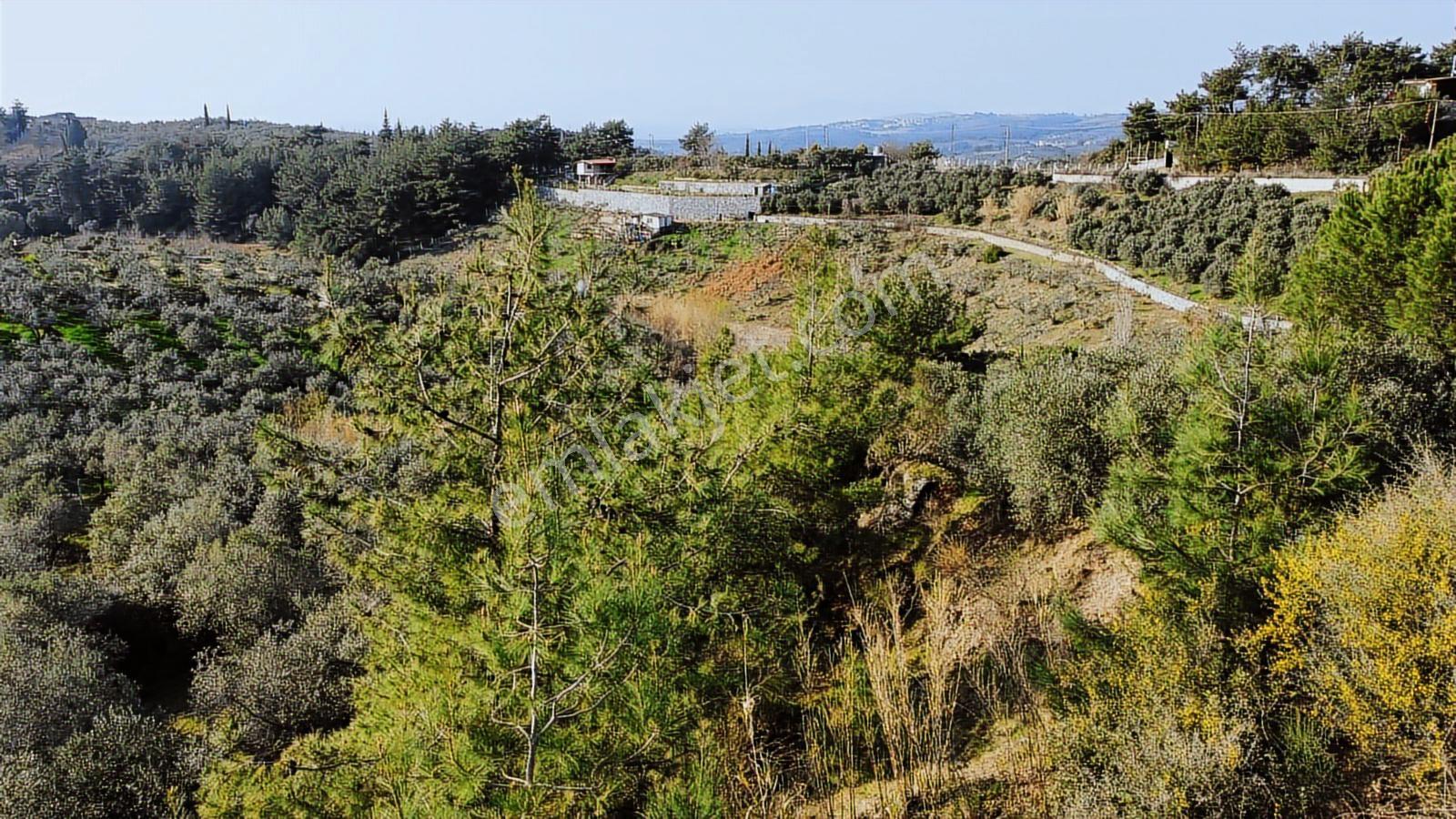 Söke Ağaçlı'da 5700 M2 Resmi Yol Cepheli Zeytinlik - Görsel 3