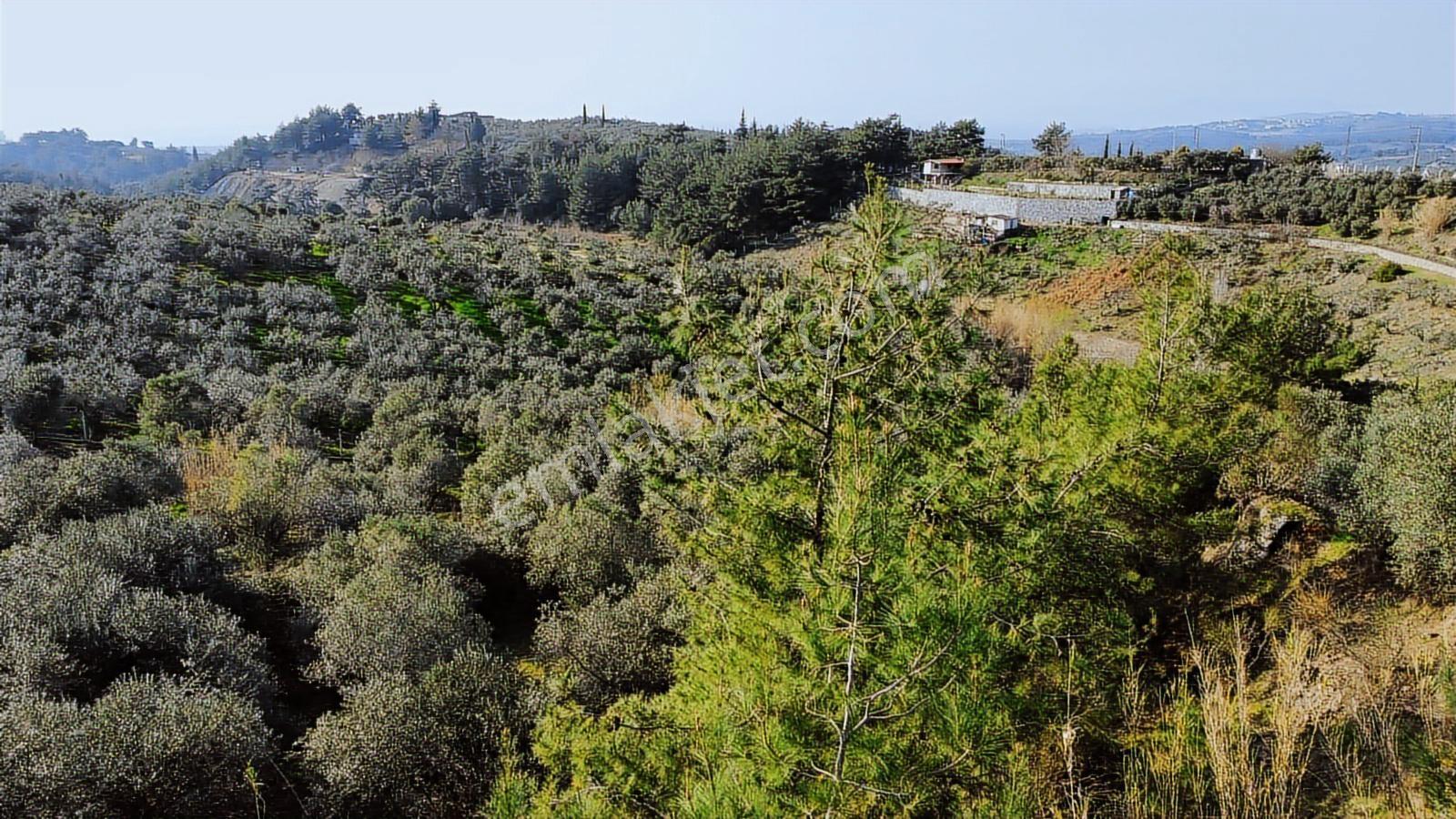 Söke Ağaçlı'da 5700 M2 Resmi Yol Cepheli Zeytinlik - Görsel 4