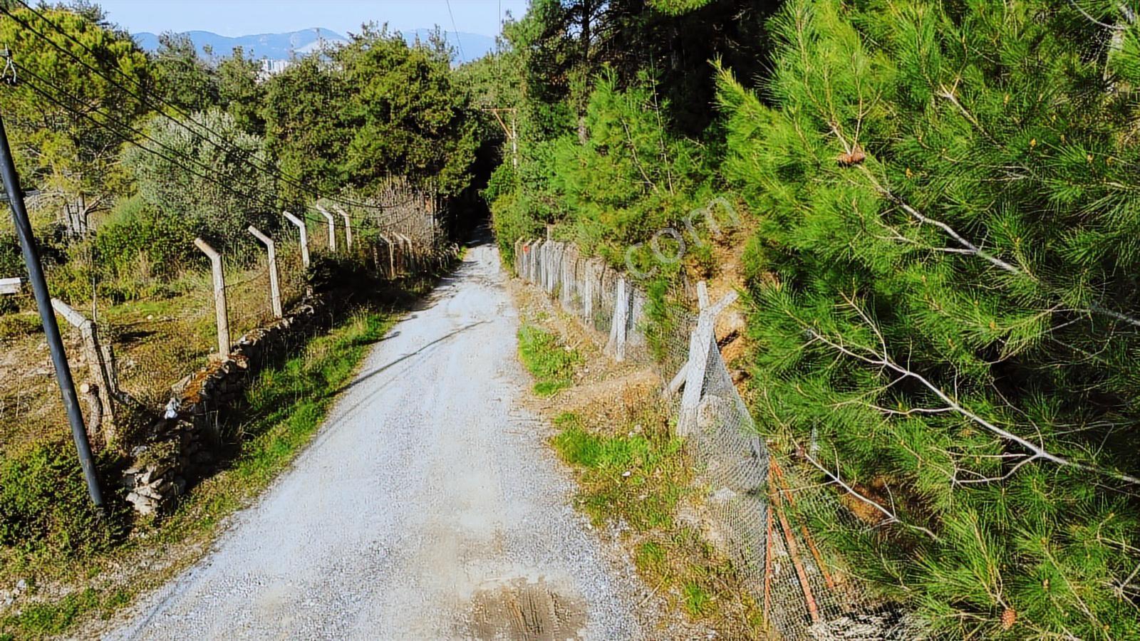 Söke Ağaçlı'da 5700 M2 Resmi Yol Cepheli Zeytinlik