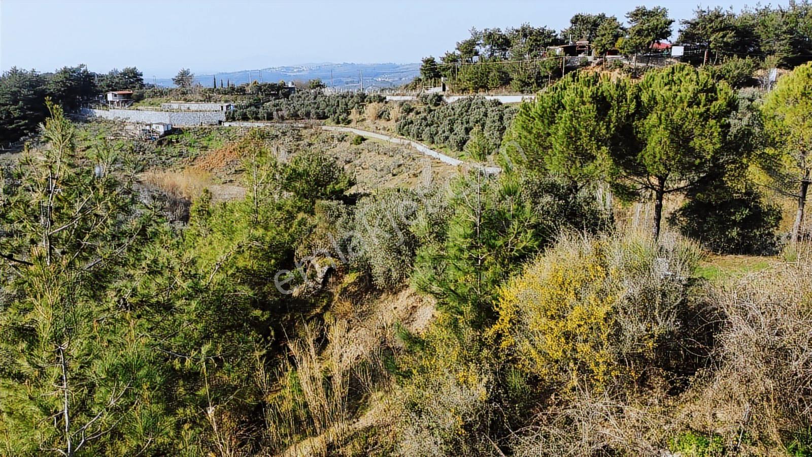 Söke Ağaçlı'da 5700 M2 Resmi Yol Cepheli Zeytinlik - Görsel 2