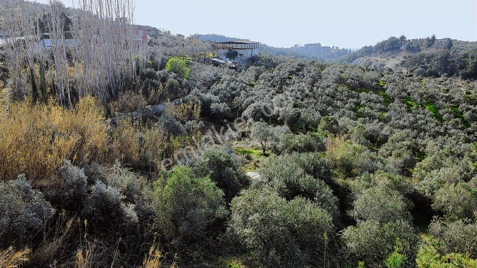 Söke Ağaçlı'da 5700 M2 Resmi Yol Cepheli Zeytinlik - Görsel 7