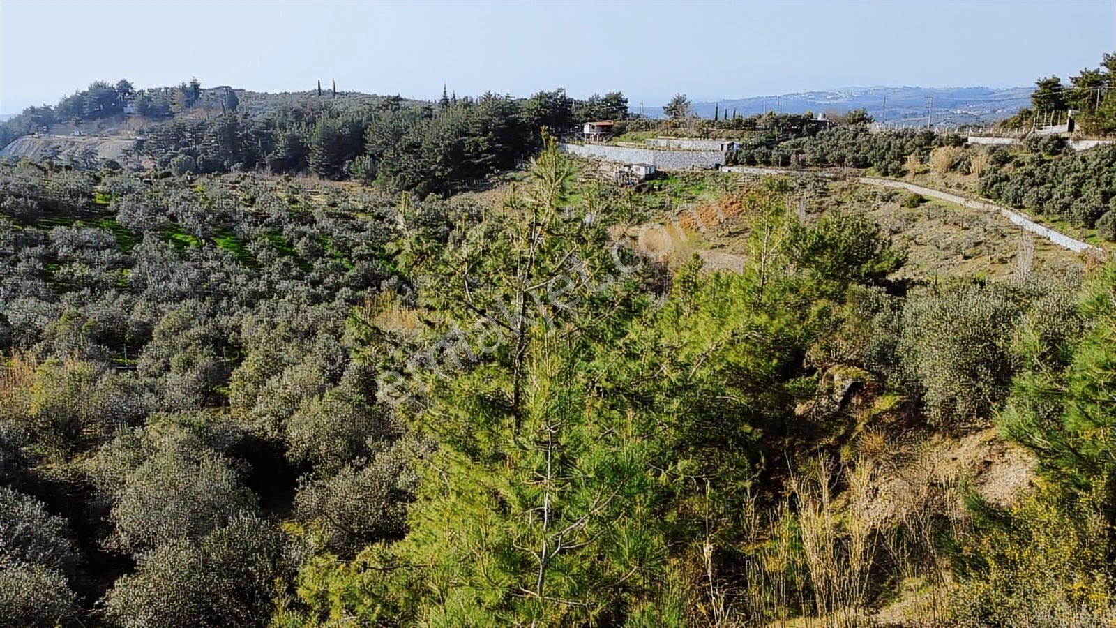 Söke Ağaçlı'da 5700 M2 Resmi Yol Cepheli Zeytinlik - Görsel 6