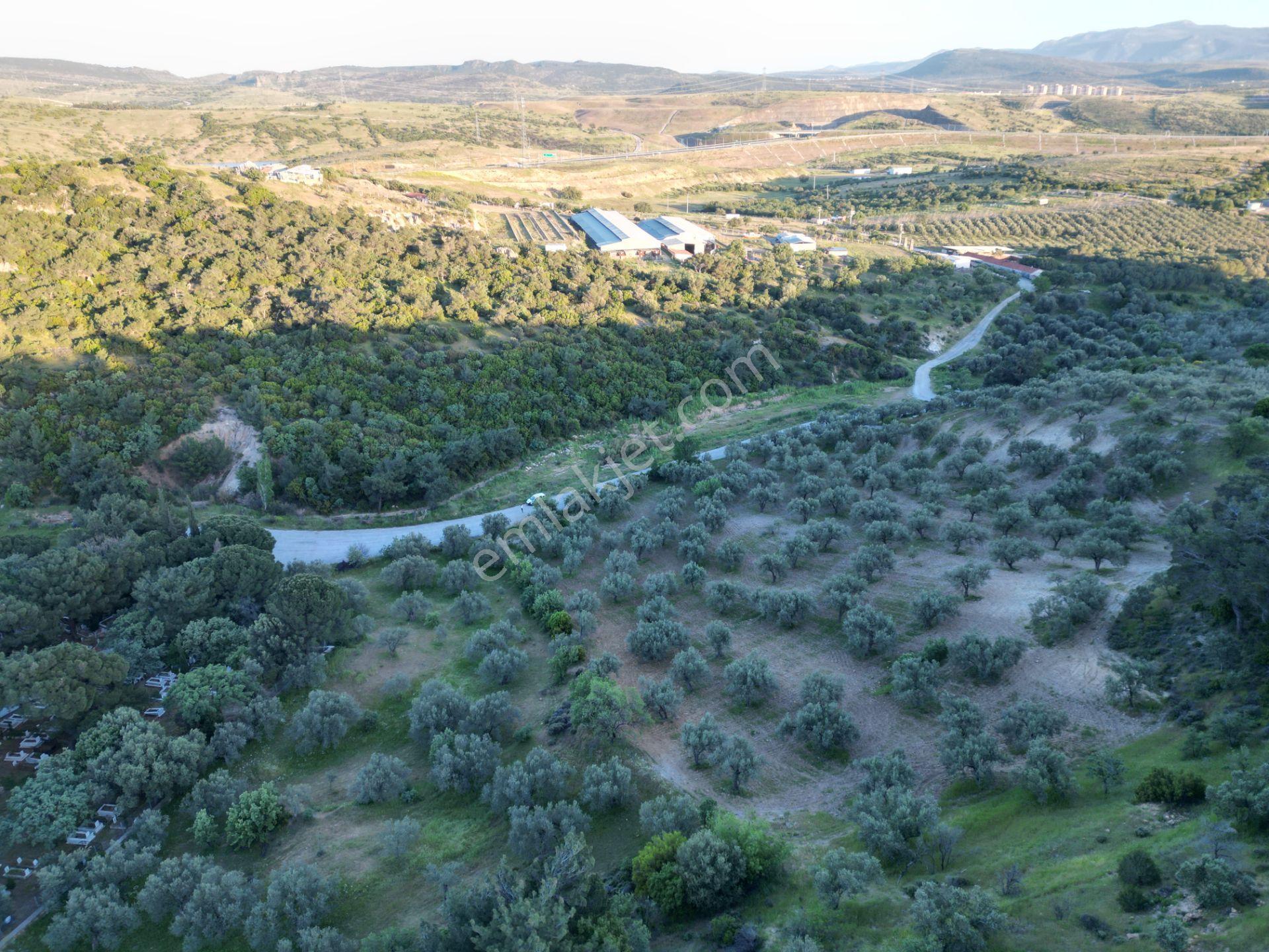Yola Çift Cepheli 16 Dönüm Zeytinlik - Görsel 12