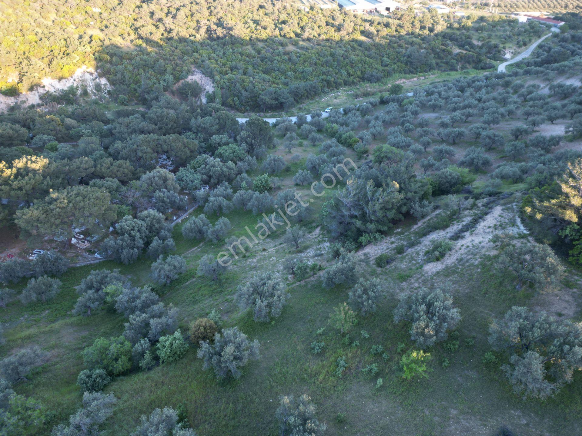 Yola Çift Cepheli 16 Dönüm Zeytinlik - Görsel 21