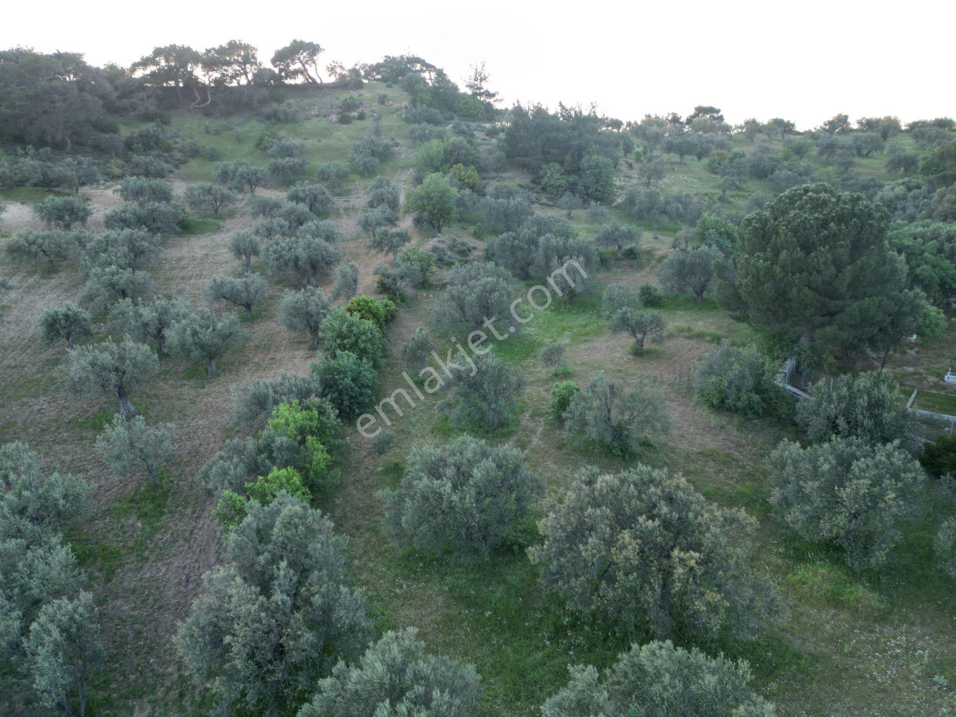Yola Çift Cepheli 16 Dönüm Zeytinlik - Görsel 15