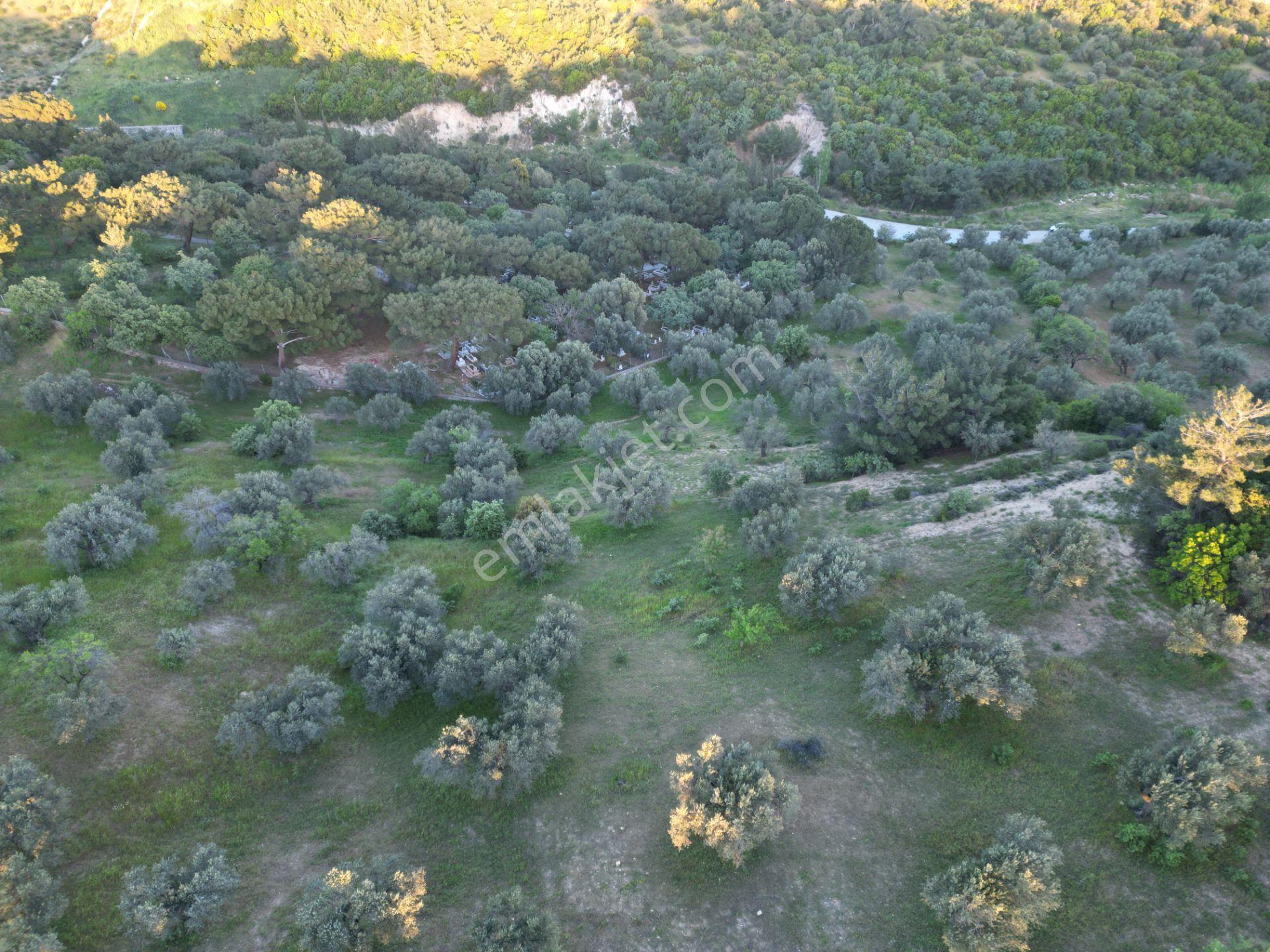 Yola Çift Cepheli 16 Dönüm Zeytinlik - Görsel 23