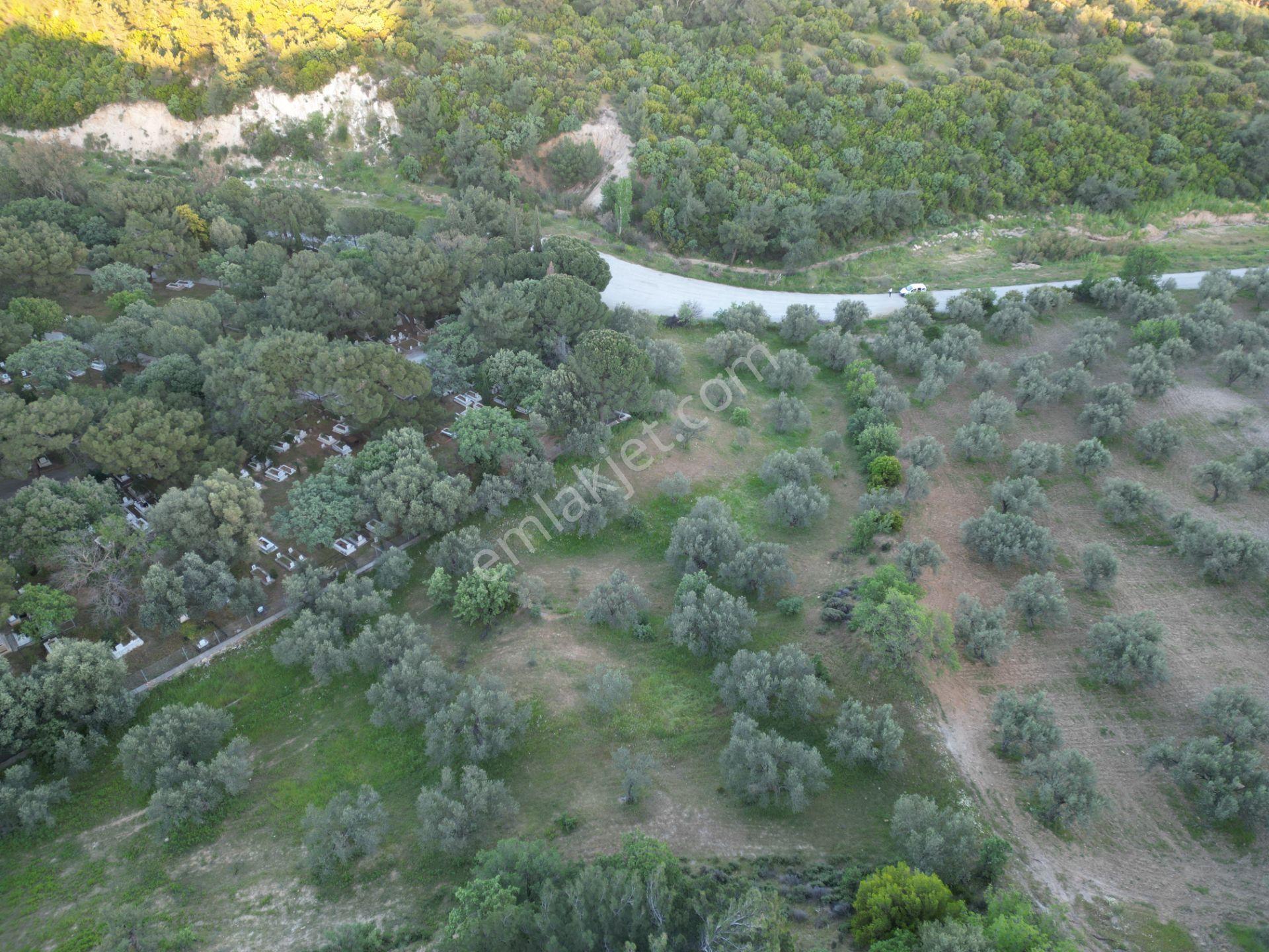 Yola Çift Cepheli 16 Dönüm Zeytinlik - Görsel 24