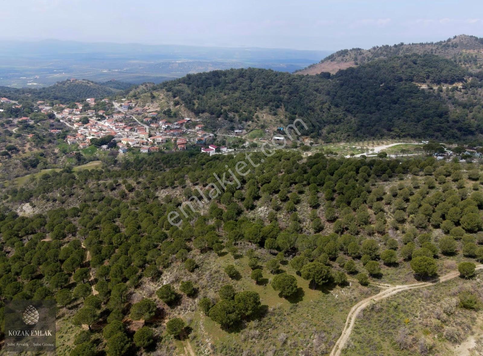 Balıkesir Ayvalık Tıfıllar Köyü Satılık Tarla Ve Palamutluk - Görsel 15