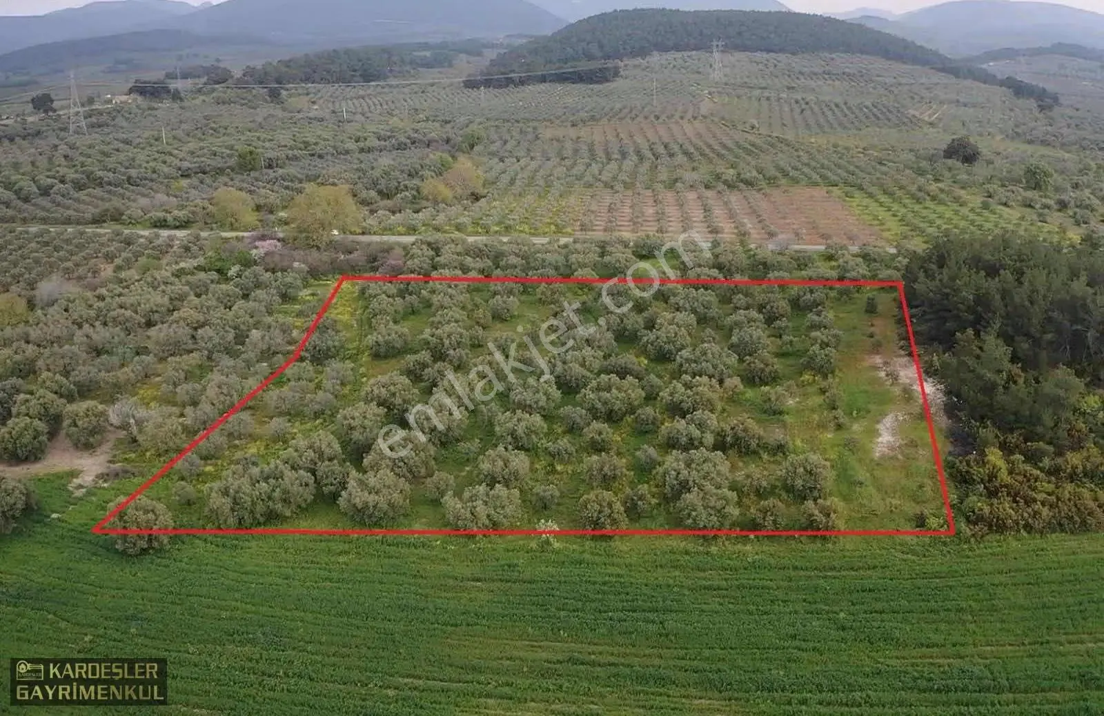 Asfalttan 50 Metre İçeride Zeytinlik Tek Tapu - Görsel 2