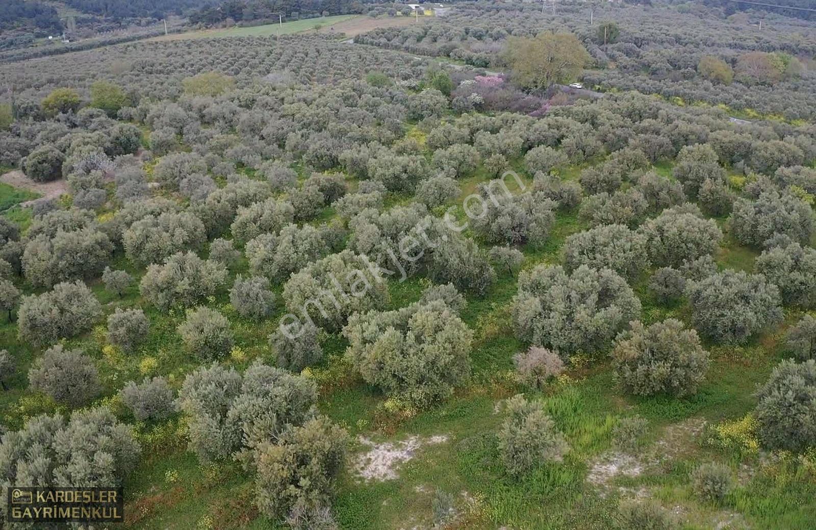 Asfalttan 50 Metre İçeride Zeytinlik Tek Tapu - Görsel 25