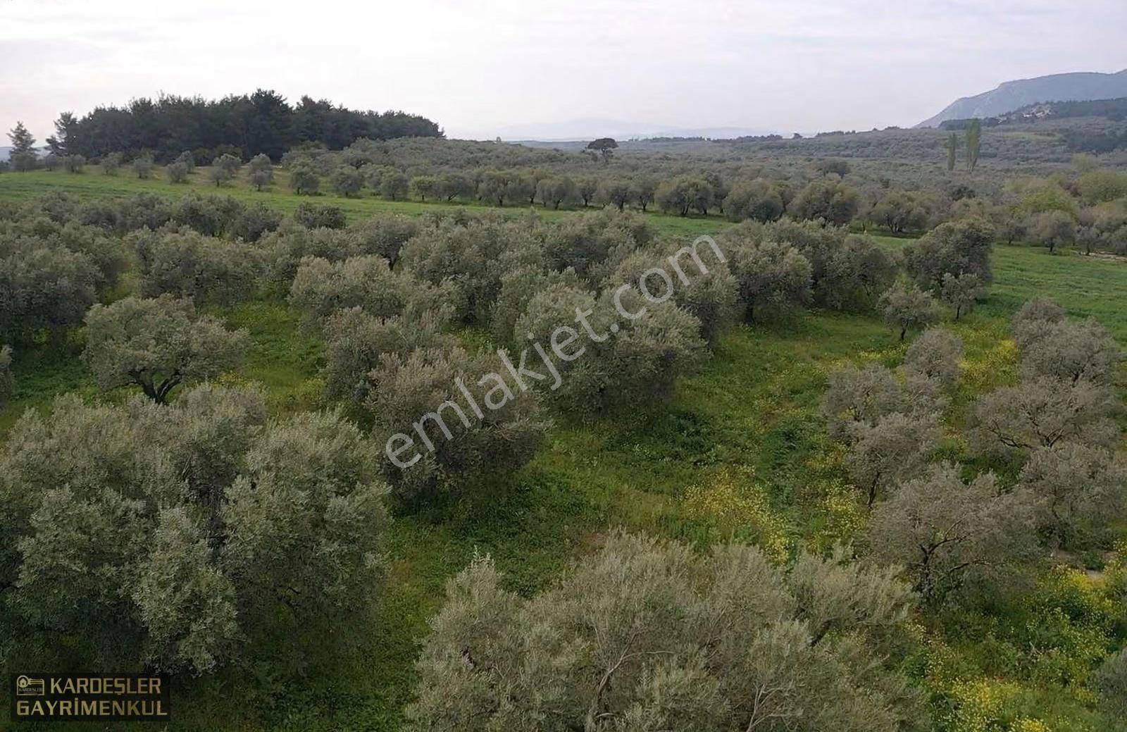 Asfalttan 50 Metre İçeride Zeytinlik Tek Tapu - Görsel 30