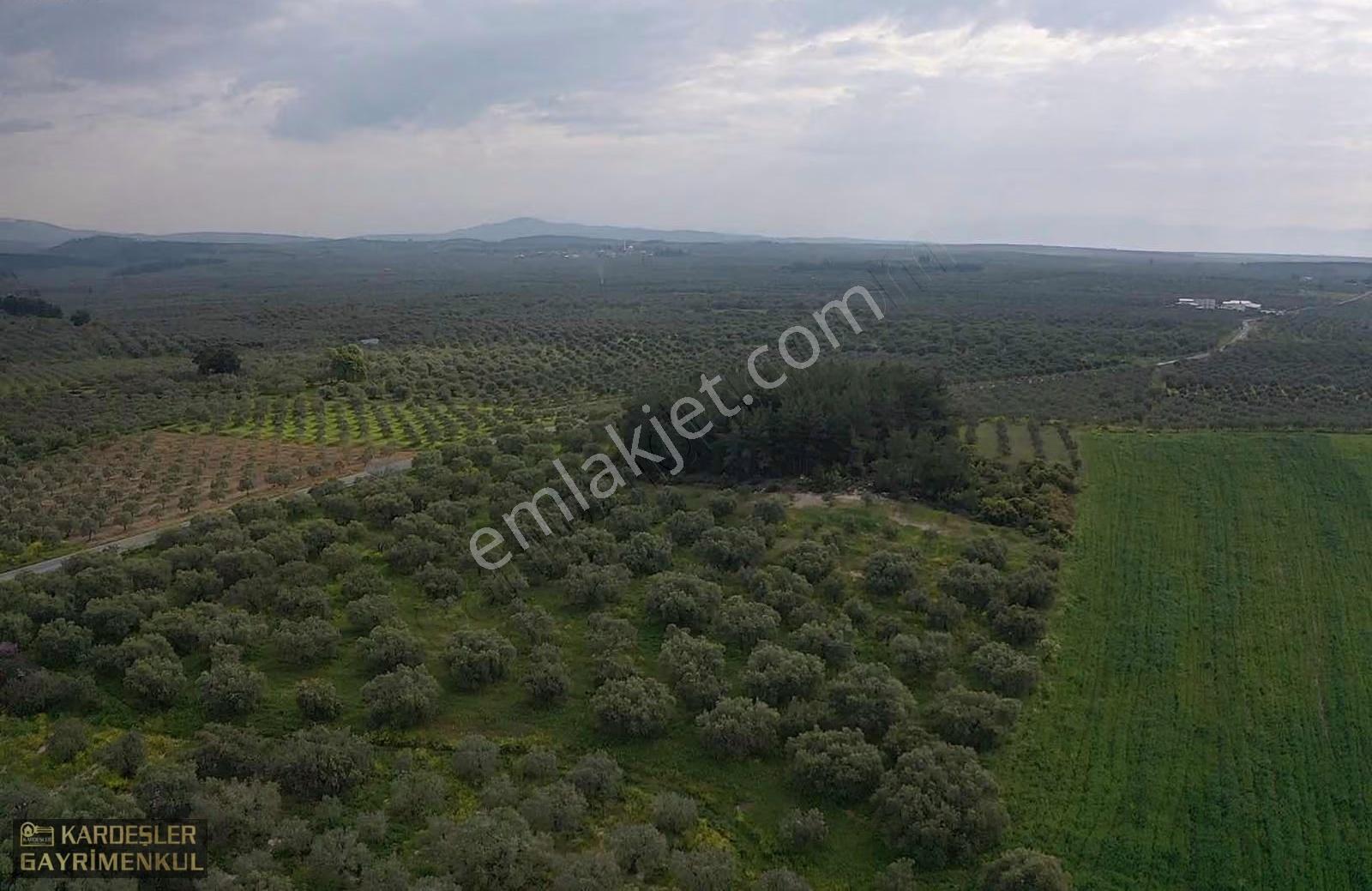 Asfalttan 50 Metre İçeride Zeytinlik Tek Tapu - Görsel 14