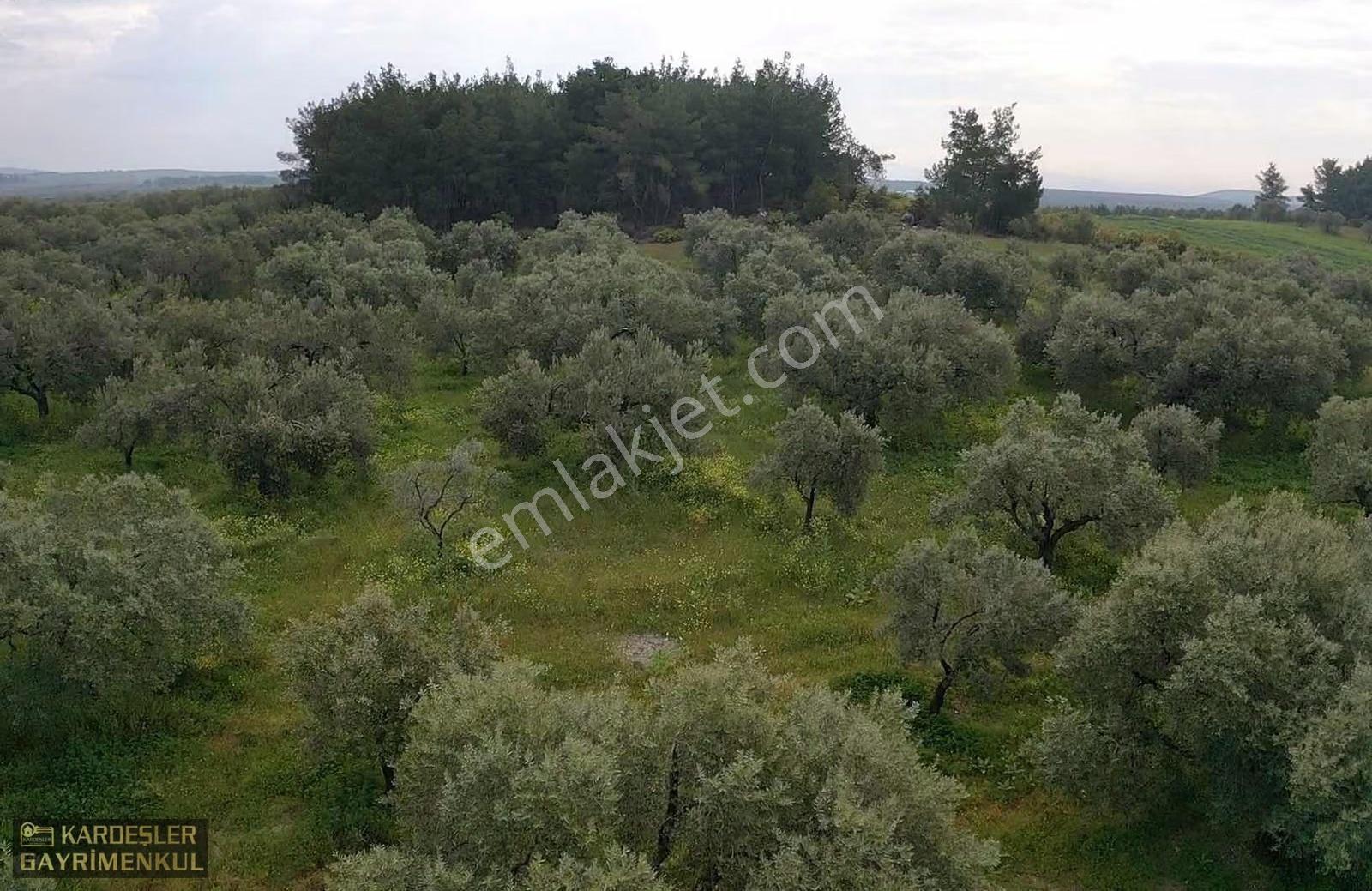 Asfalttan 50 Metre İçeride Zeytinlik Tek Tapu - Görsel 18