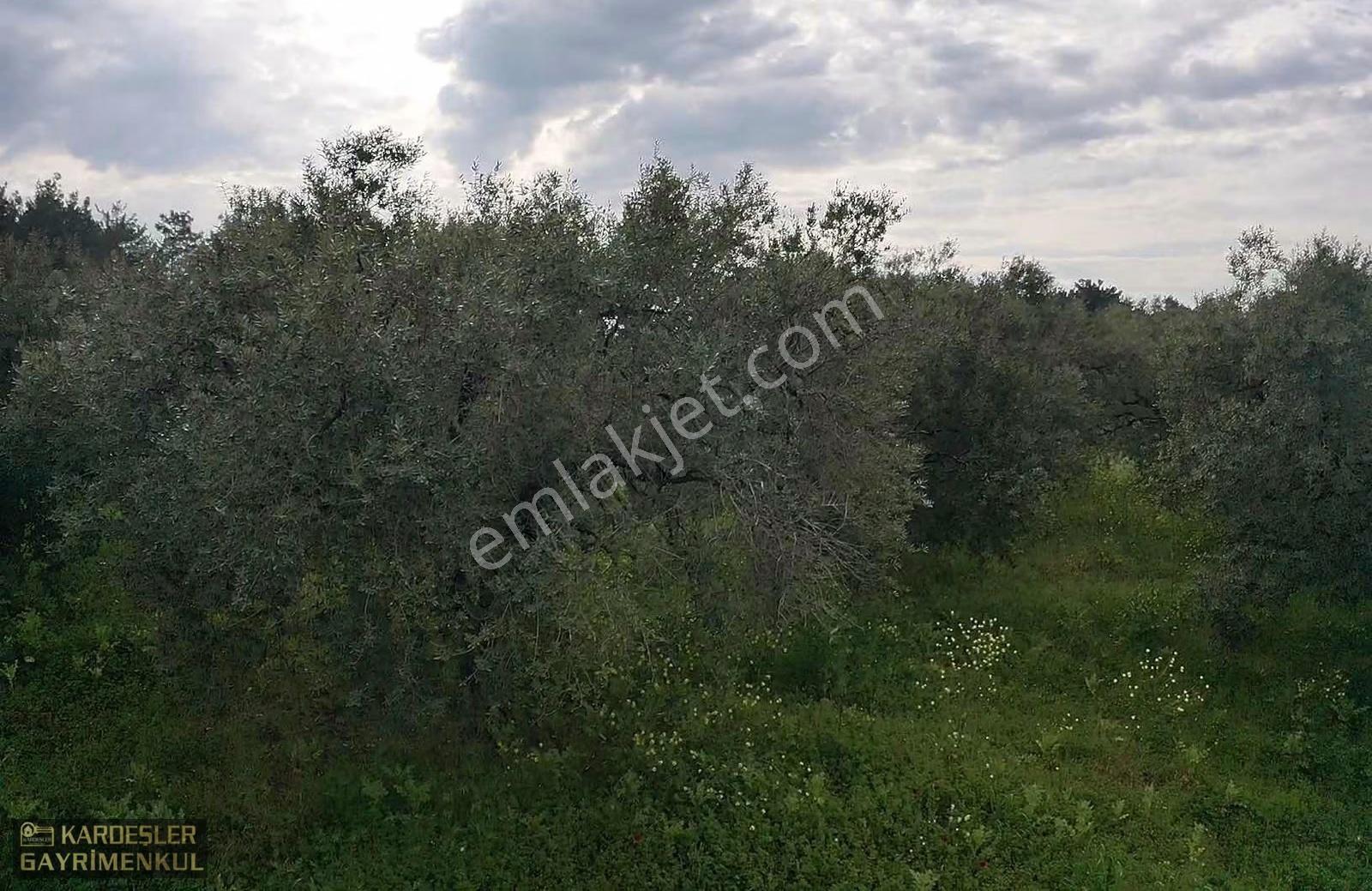 Asfalttan 50 Metre İçeride Zeytinlik Tek Tapu - Görsel 11
