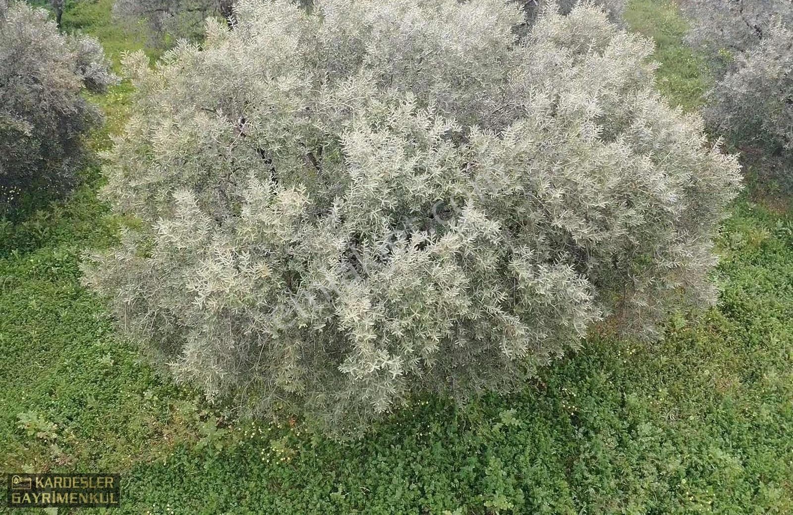 Asfalttan 50 Metre İçeride Zeytinlik Tek Tapu - Görsel 24