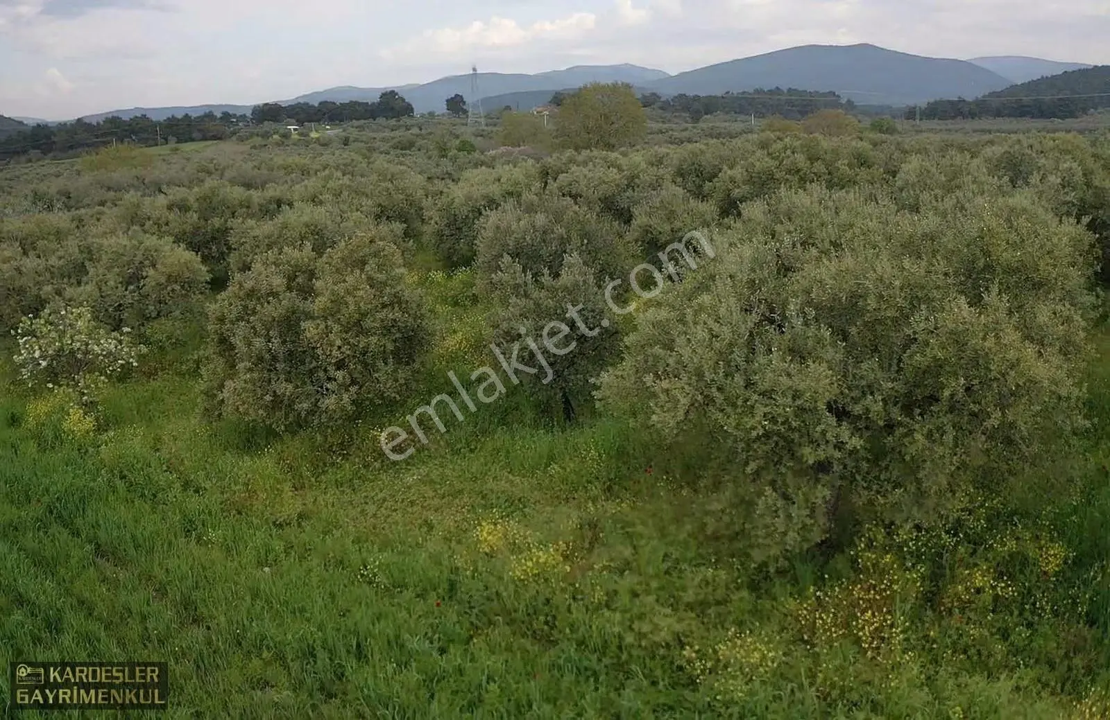 Asfalttan 50 Metre İçeride Zeytinlik Tek Tapu - Görsel 3