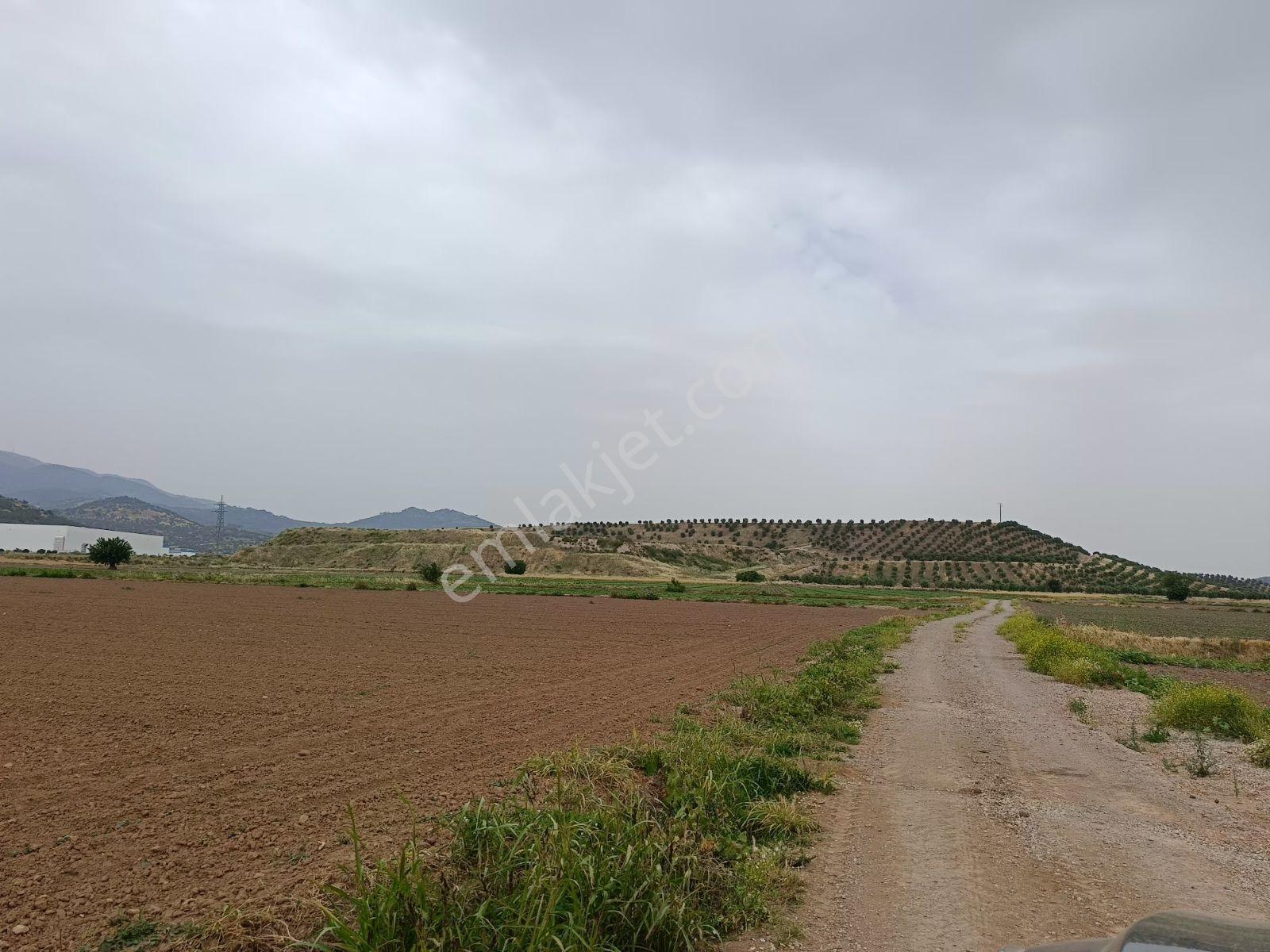 İzmir Bergama Organize Bölgesinde Yol Cepheli 10 Dönüm Arazi - Görsel 4