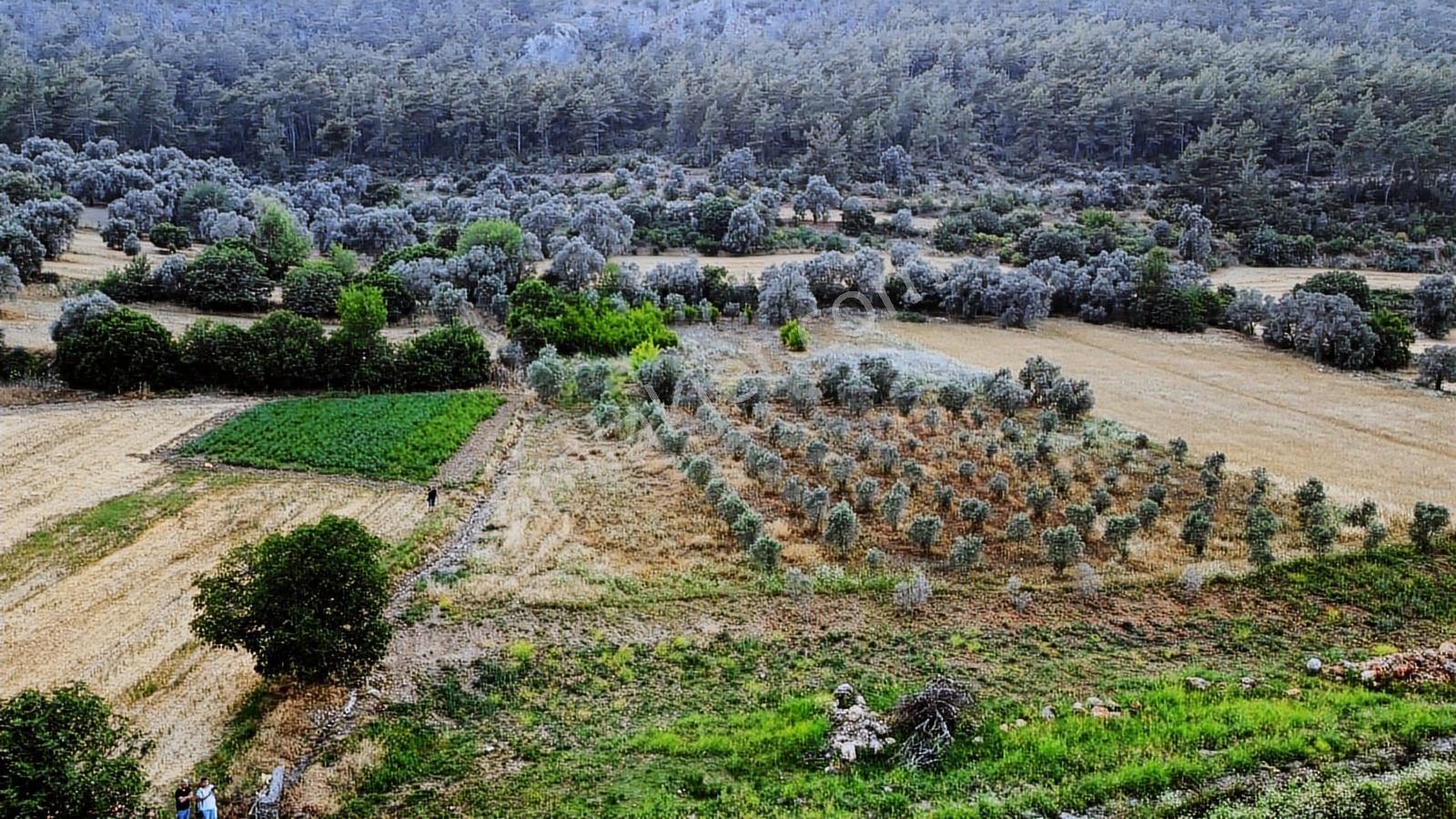 Uğurdan Seydikemer Ortaköyde1.800m² Doğa Manzaralı Köyiçi İmarlı - Görsel 23