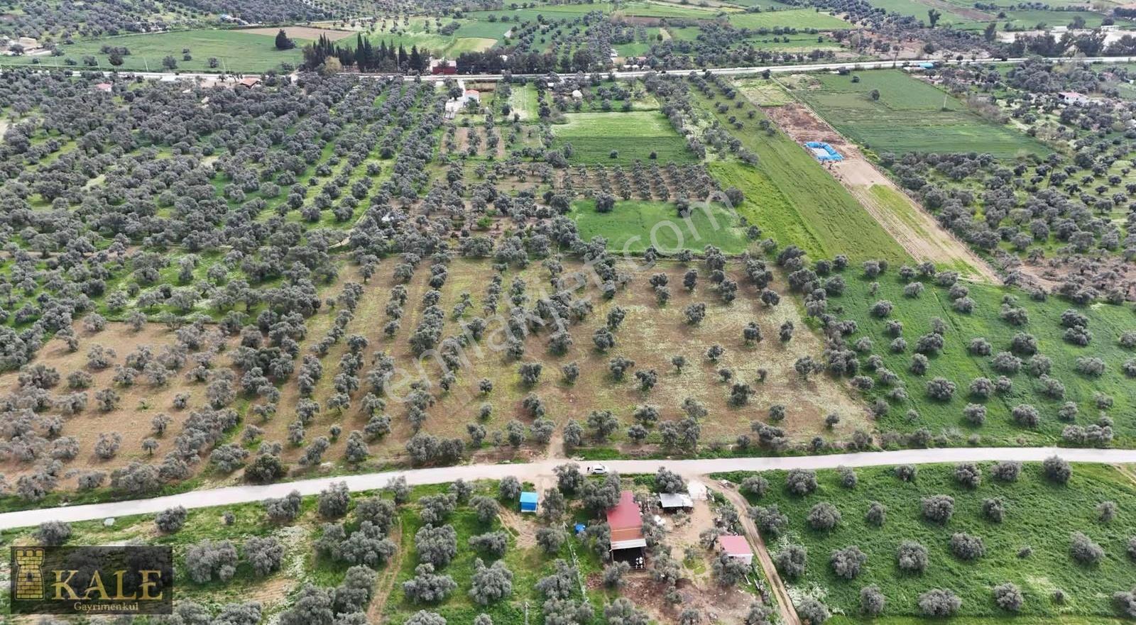 Kale'den Zeytinova Merkez'de Kupon Arazi - Görsel 4