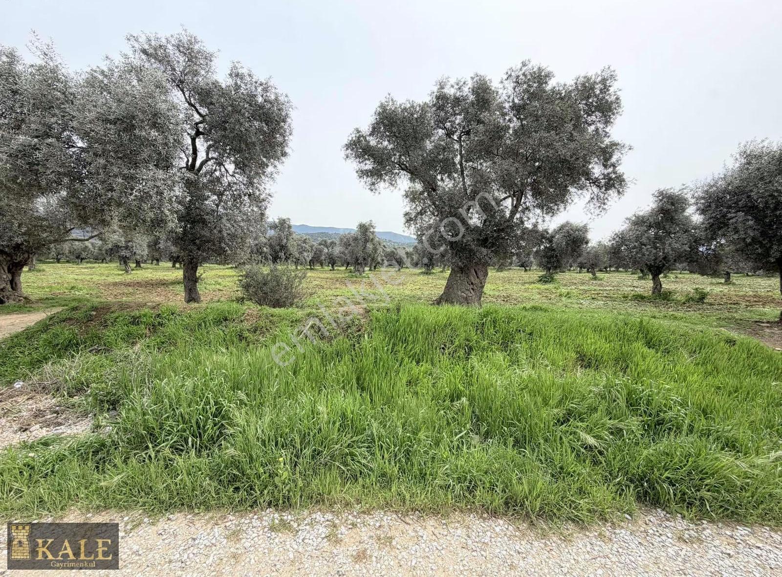 Kale'den Zeytinova Merkez'de Kupon Arazi - Görsel 3