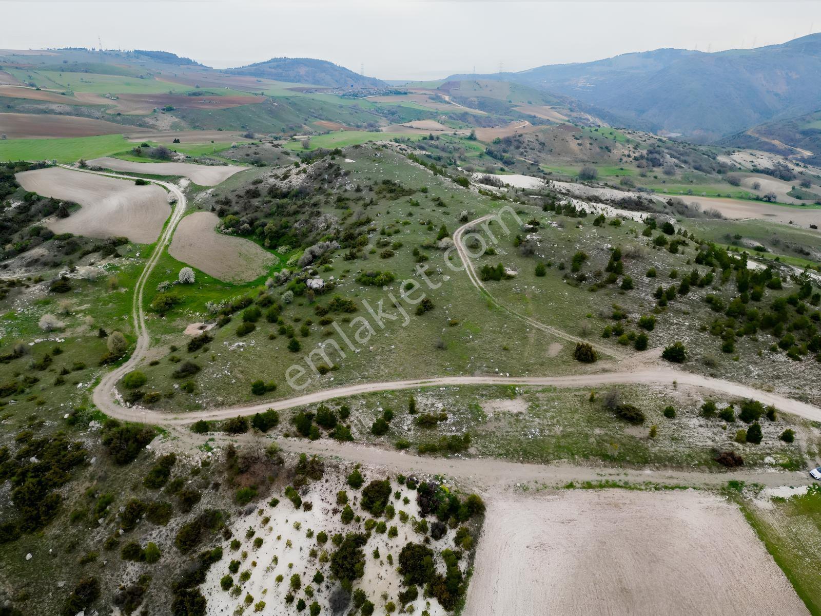 40 Adet Yetişmiş Çam Ağaçları İçerisinde Tek Tapu 3586 M2 - Görsel 19