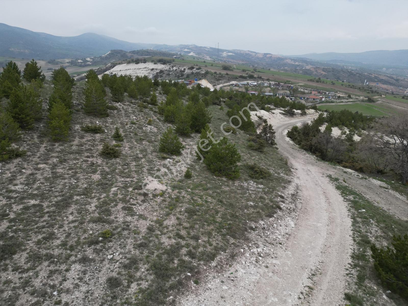 40 Adet Yetişmiş Çam Ağaçları İçerisinde Tek Tapu 3586 M2 - Görsel 16