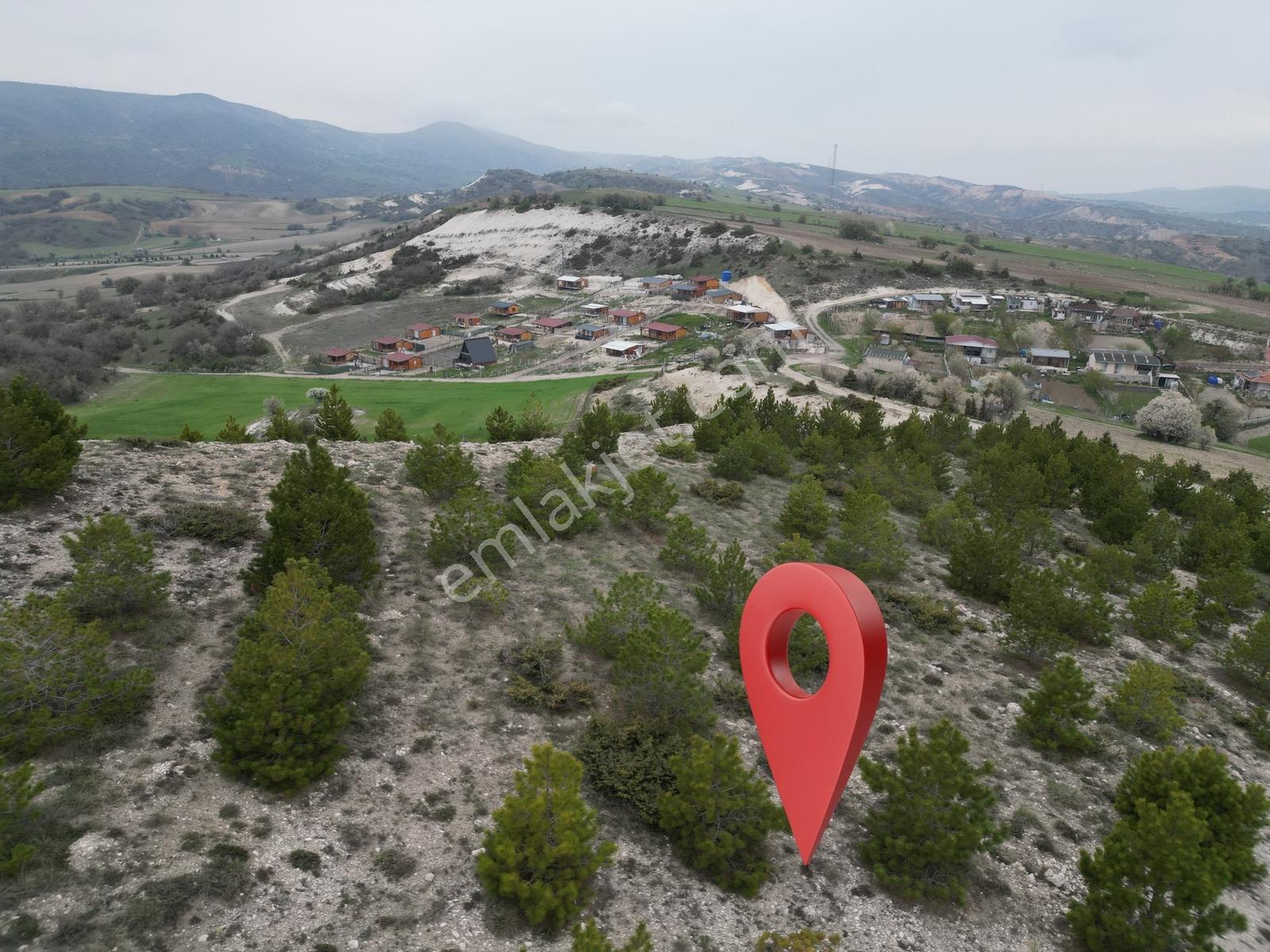 40 Adet Yetişmiş Çam Ağaçları İçerisinde Tek Tapu 3586 M2