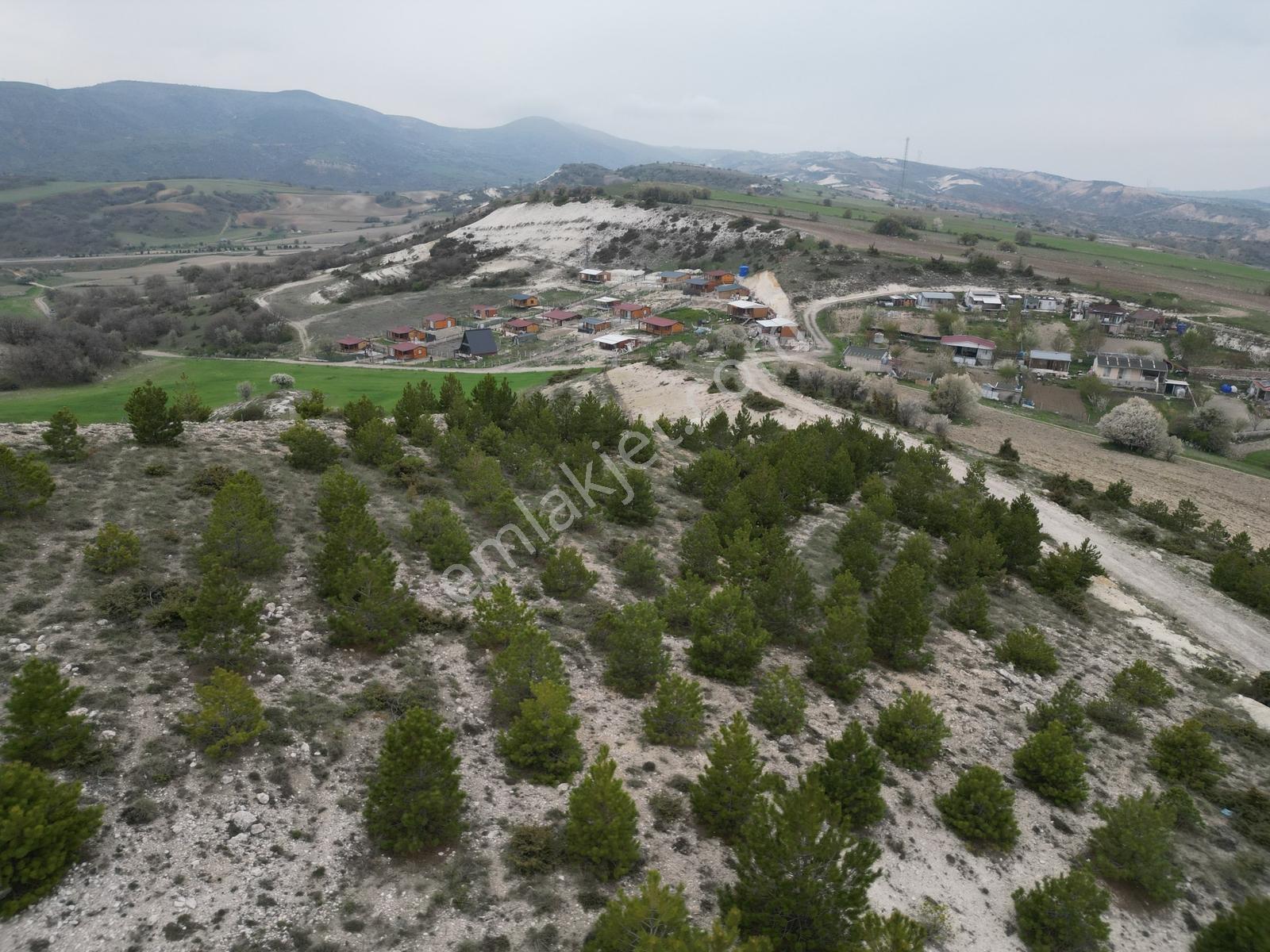 40 Adet Yetişmiş Çam Ağaçları İçerisinde Tek Tapu 3586 M2 - Görsel 33