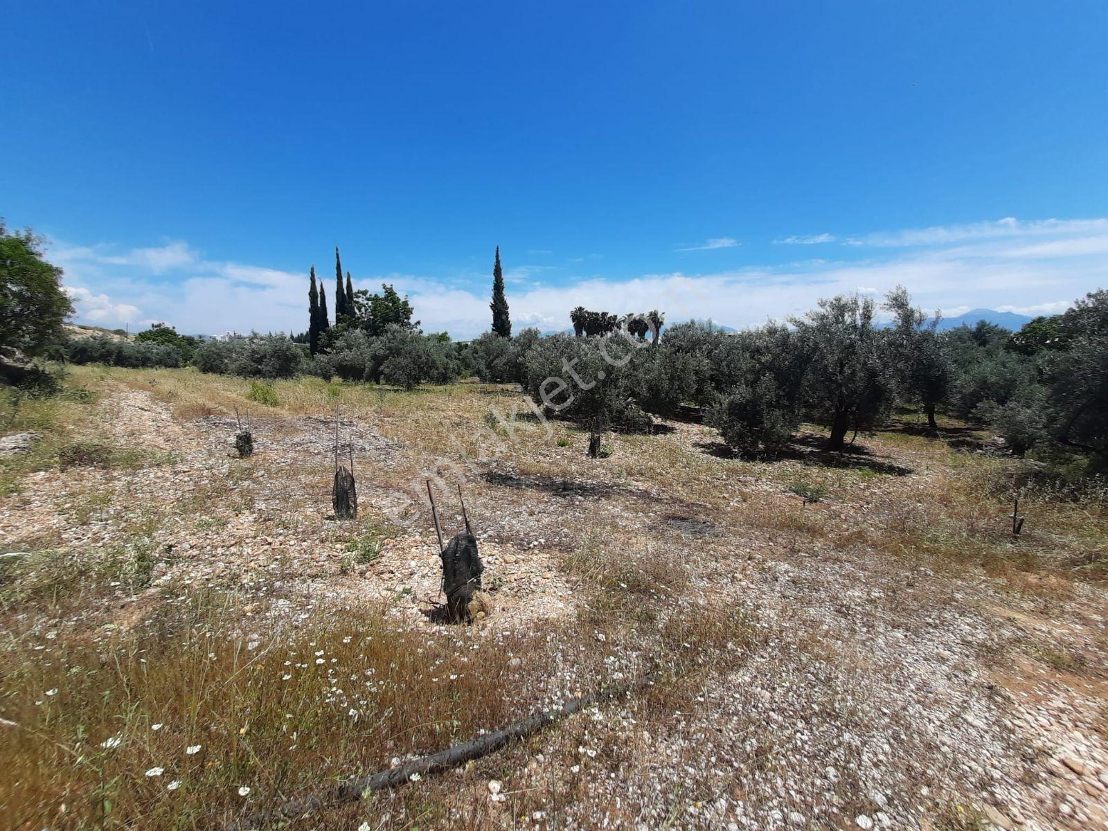 Antalya Aksu Yeşil Karaman Isparta Yol Kenarı Satılık Tarla - Görsel 3