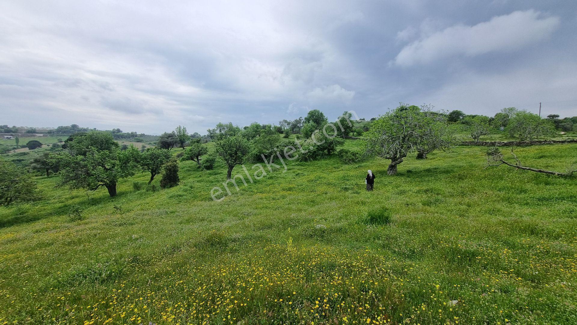 Aydın Koçarlı Çeşme Köyü Tek Tapu Tarla - Görsel 22