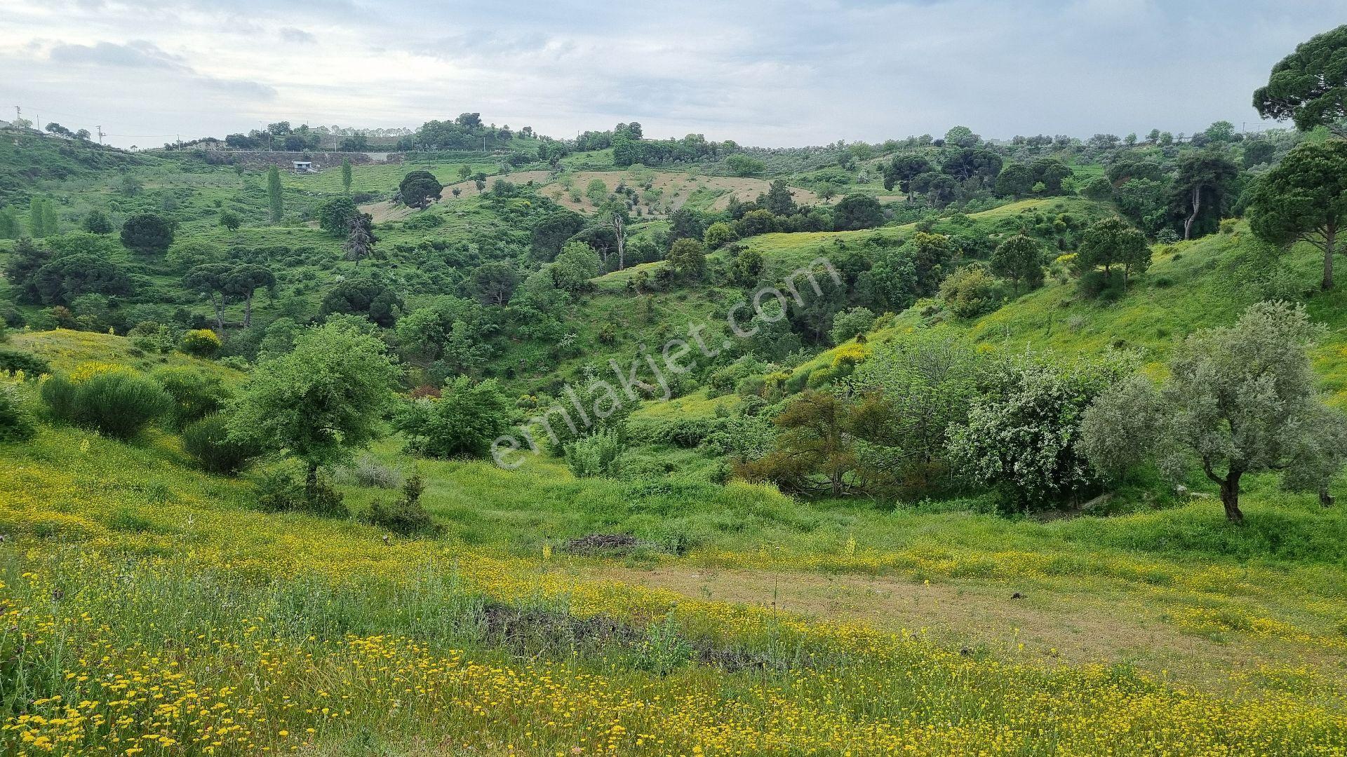 Aydın Koçarlı Çeşme Köyü Tek Tapu Tarla - Görsel 15