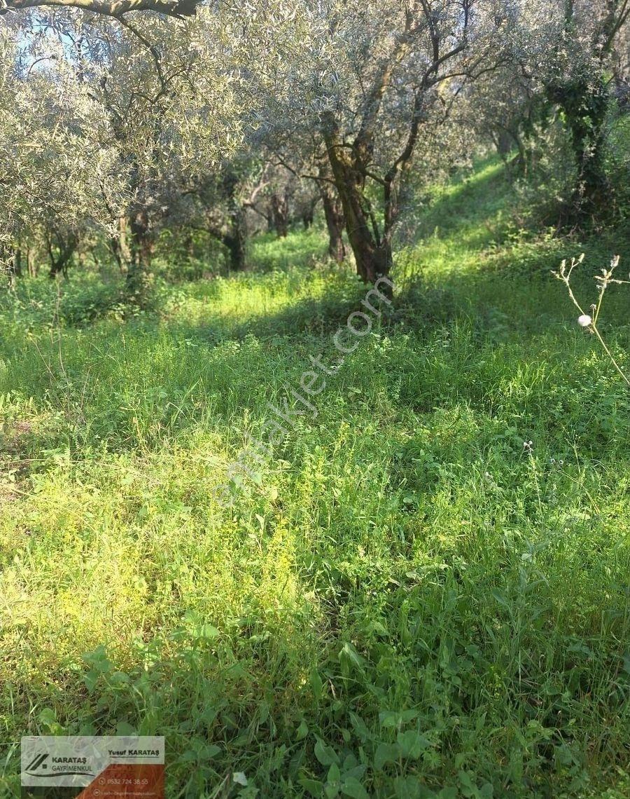 Orhangazi Paşapınar Köyünde Göl Manzaralı Kupon Arazi - Görsel 8