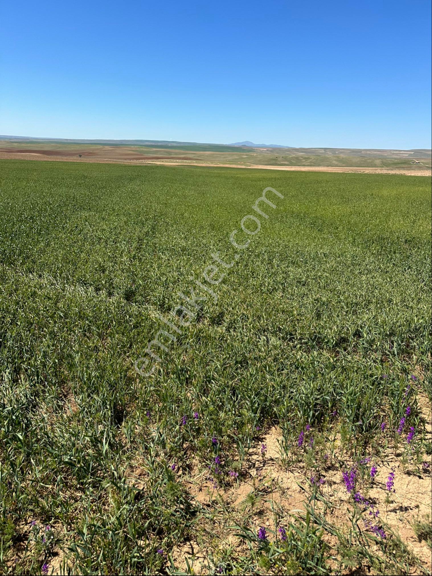 Sahibinden 151.000 M2 Tek Tapu Düz Taşsız Arazi - Görsel 15