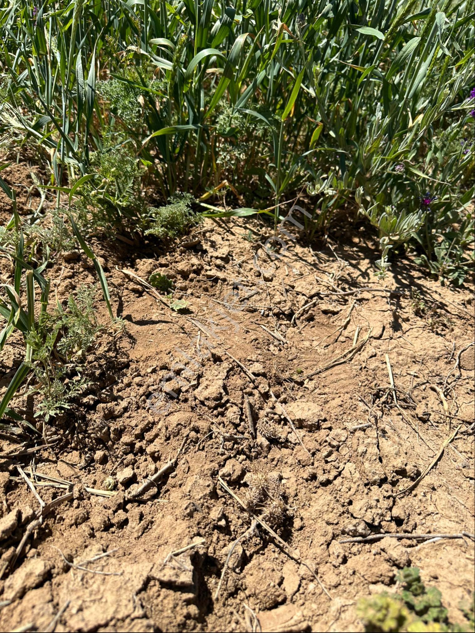 Sahibinden 151.000 M2 Tek Tapu Düz Taşsız Arazi - Görsel 3