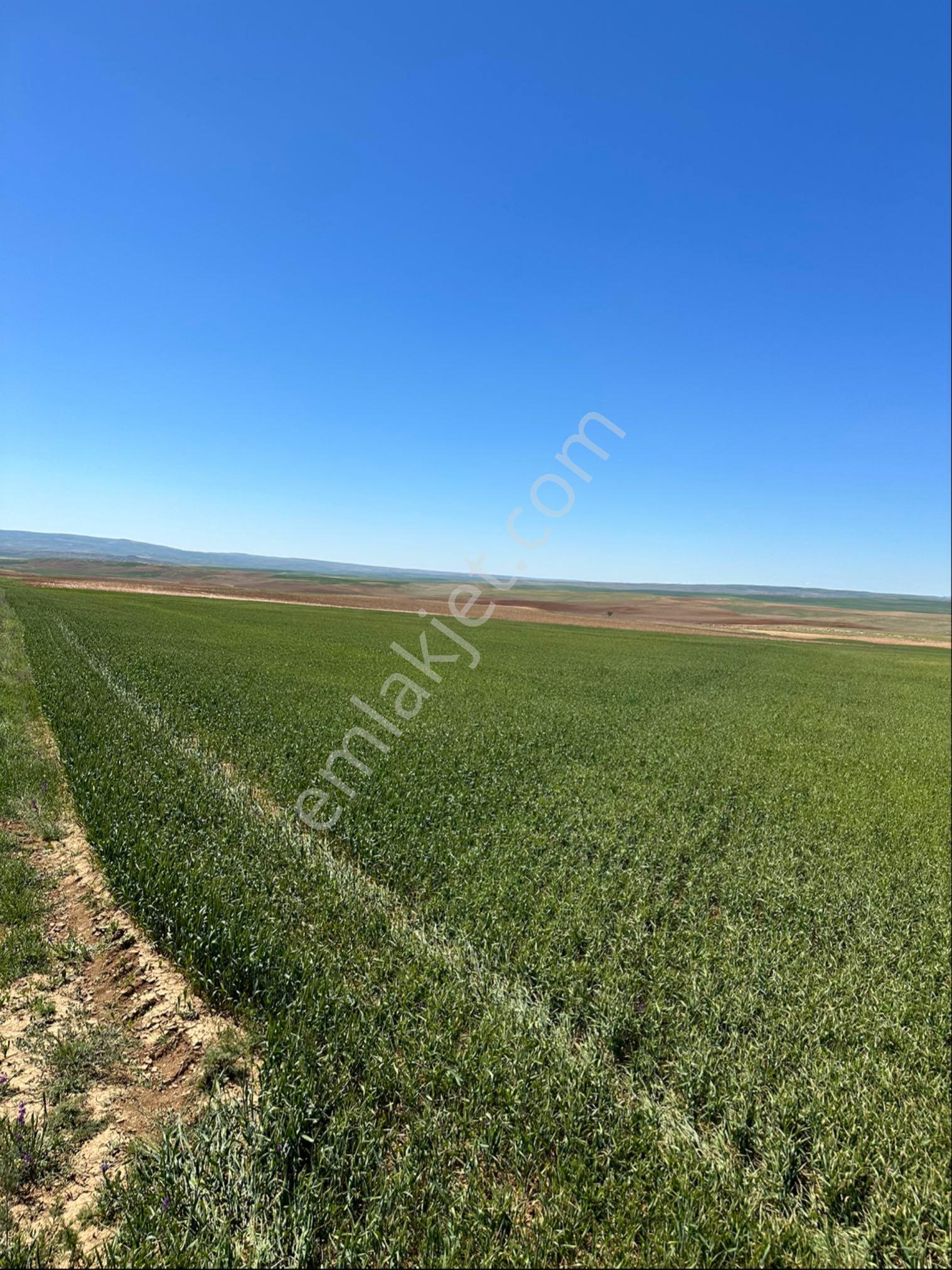 Sahibinden 151.000 M2 Tek Tapu Düz Taşsız Arazi - Görsel 13