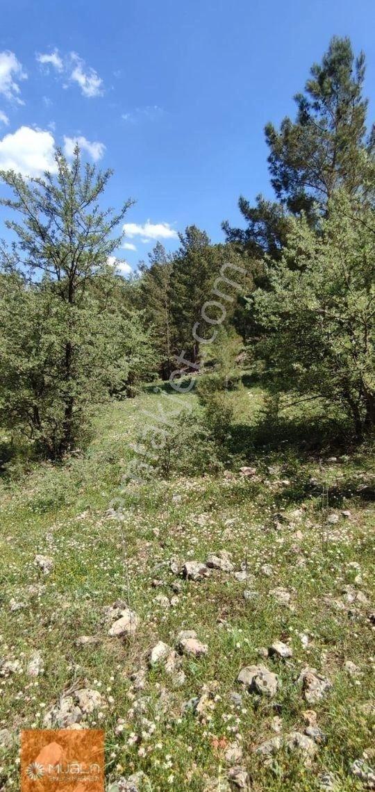 Muğla Denizova Satılık 4178m2 Yol Kenarı Tarla - Görsel 4