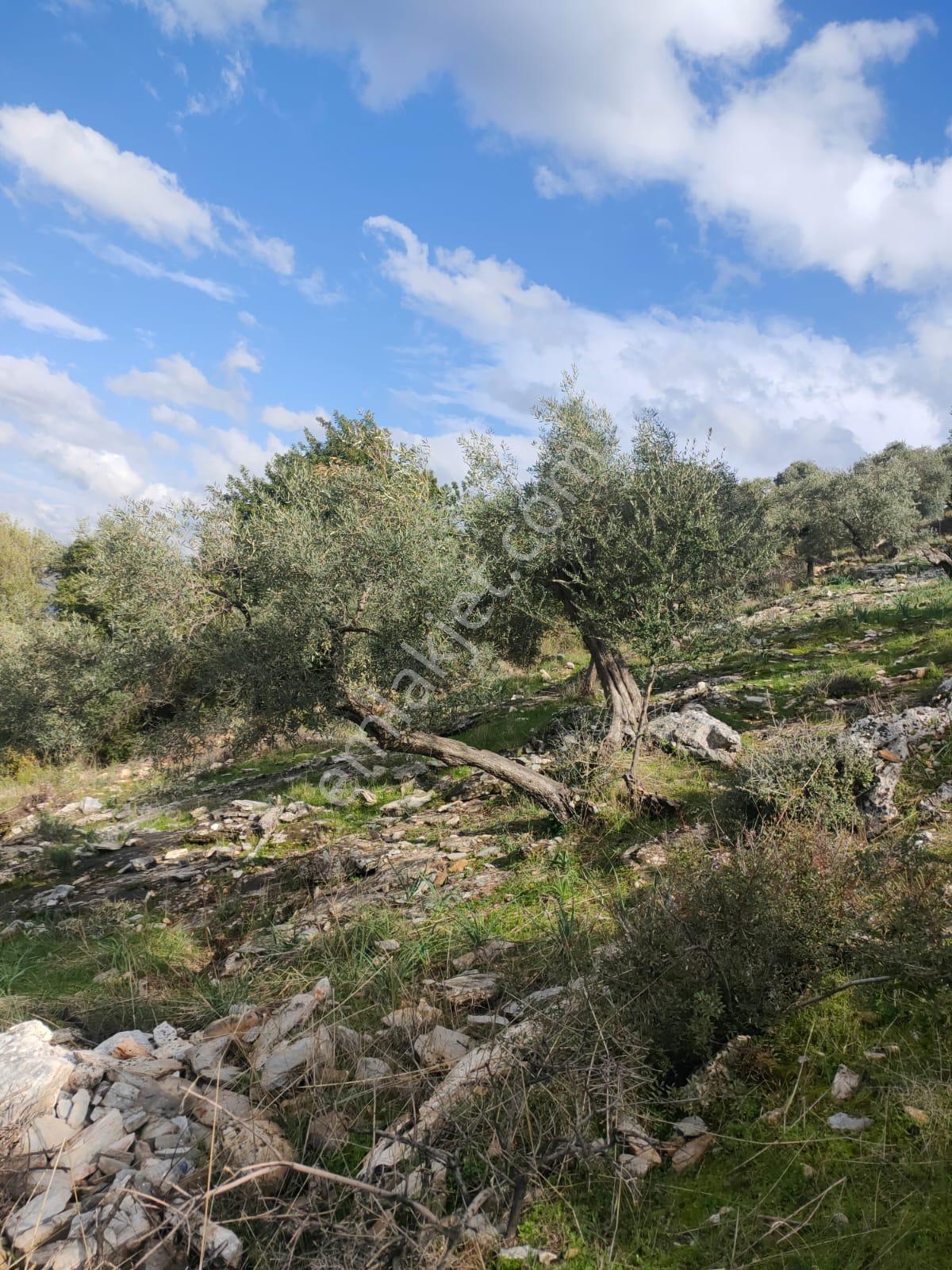 Muğla Milas Pınarcık`ta Bafa Gölüne Yakın Manzaralı Zeytinlik - Görsel 9