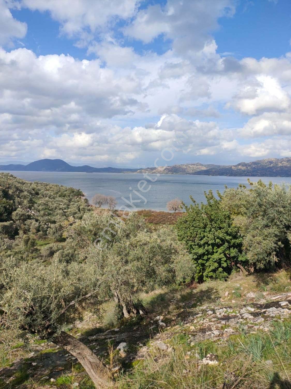 Muğla Milas Pınarcık`ta Bafa Gölüne Yakın Manzaralı Zeytinlik - Görsel 5