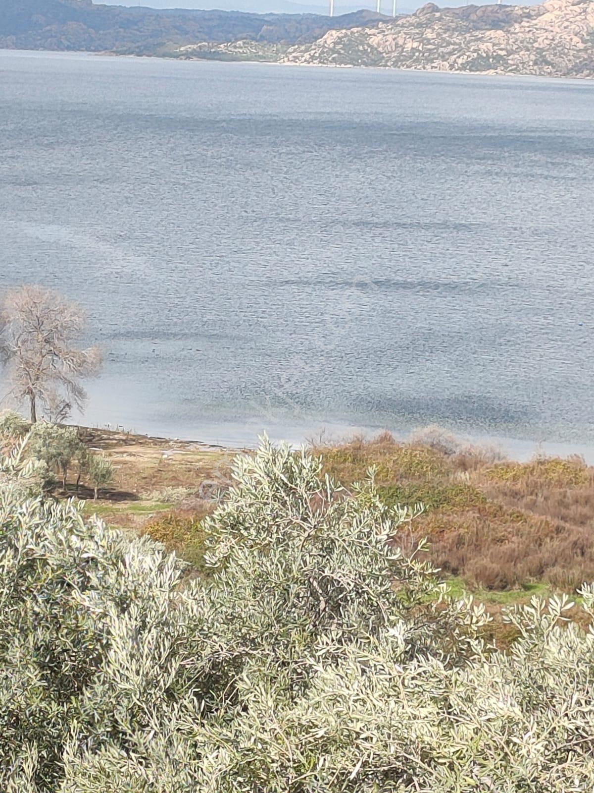 Muğla Milas Pınarcık`ta Bafa Gölüne Yakın Manzaralı Zeytinlik - Görsel 7