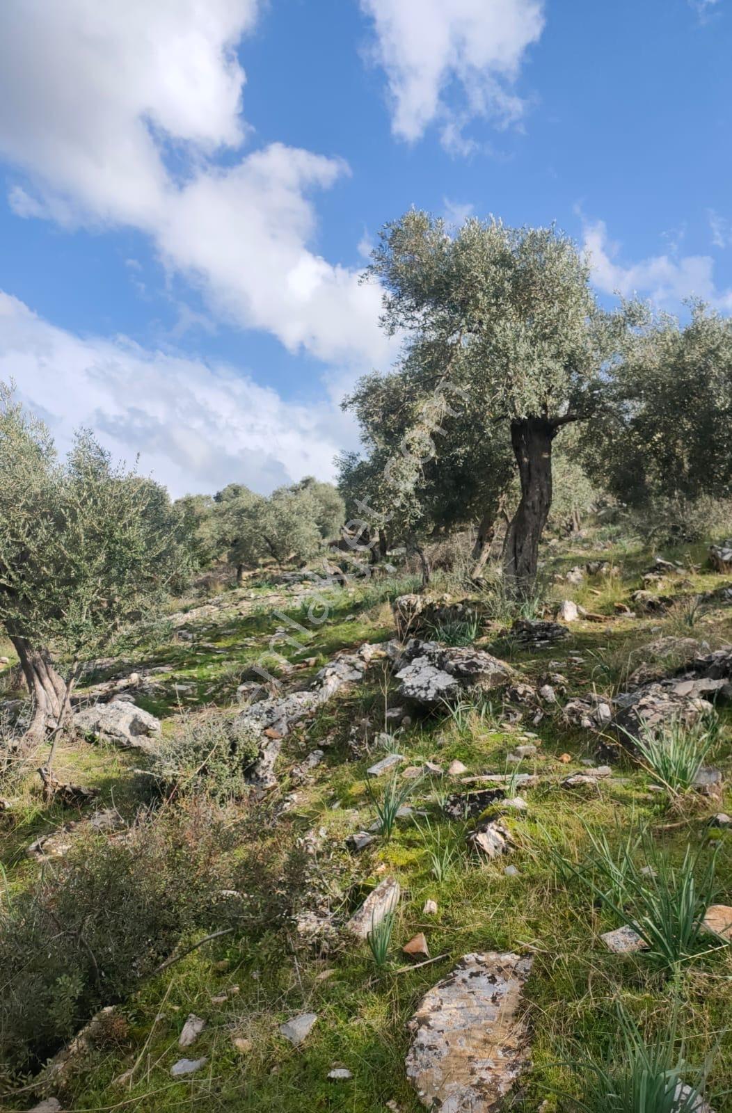 Muğla Milas Pınarcık`ta Bafa Gölüne Yakın Manzaralı Zeytinlik - Görsel 4