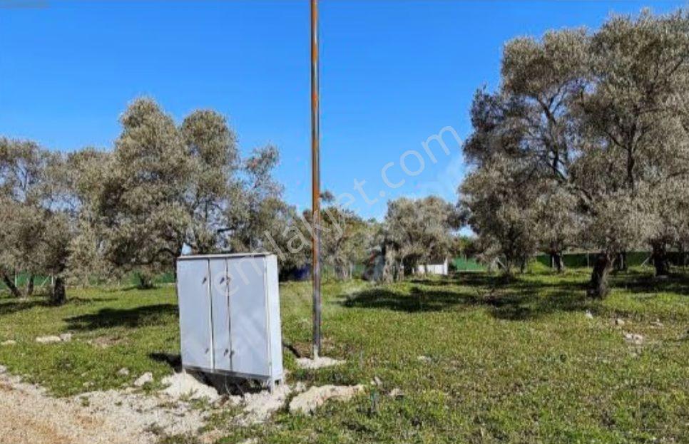Milas Çamköyde Tiny House Uygun 300 M2 Tarla - Görsel 4