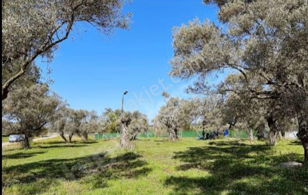 Milas Çamköyde Tiny House Uygun 300 M2 Tarla - Görsel 12